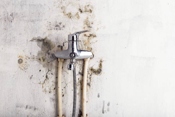 Best Certified Mold Removal  in La Ada Flintridge, CA
