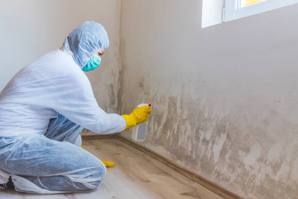 Attic Mold Removal in La Caada Flintridge, CA