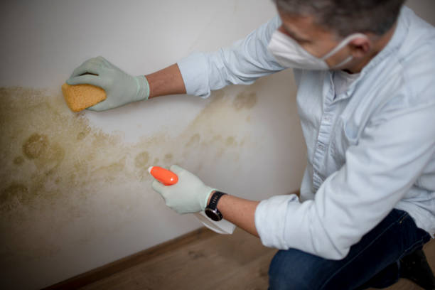 Best Best Mold Removal Companies  in La Ada Flintridge, CA