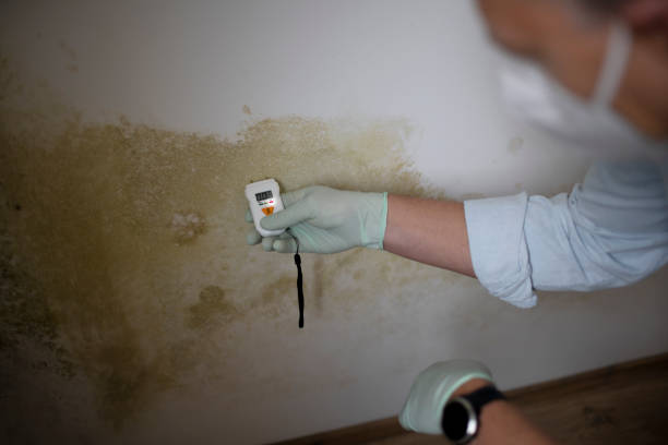 Best Local Mold Removal Service  in La Ada Flintridge, CA