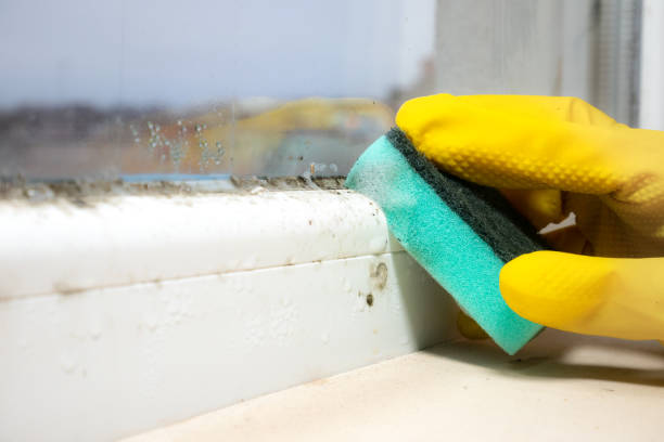 Best Residential Mold Removal  in La Ada Flintridge, CA