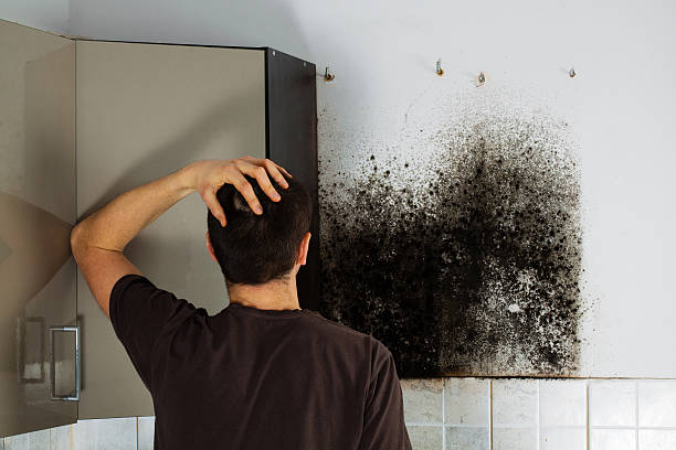 Best Mold Remediation  in La Ada Flintridge, CA